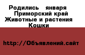 Родились 2 января  - Приморский край Животные и растения » Кошки   